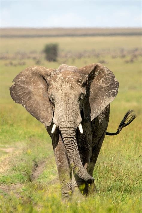 Elephant On The Serengeti Tanzania By Andrew Goodall Redbubble