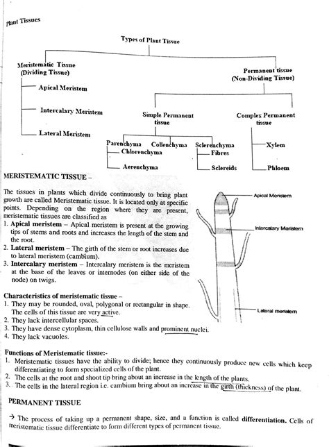 Solution Plant Tissues And Animal Tissues Studypool