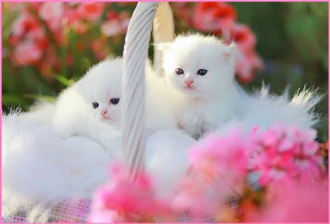 Free Download White Fluffy Kitens In A Basket White Cats Basket