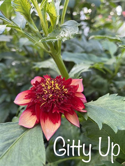 Pin By Julia Putman On Labeled Dahlias 2022 In 2022 Plants Dahlia