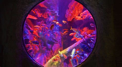 Sea Life Orlando Aquarium In Orlando Uk