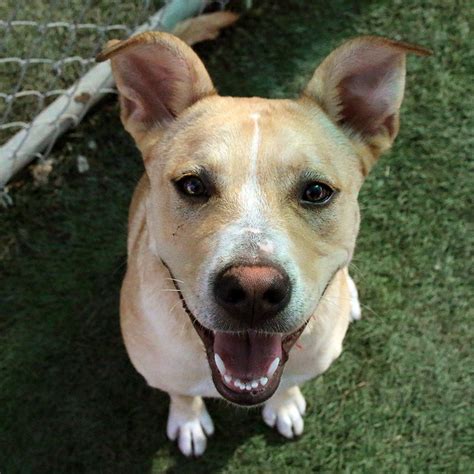 Nala Spca Of Texas Cat Adoption Spca Smiling Dogs