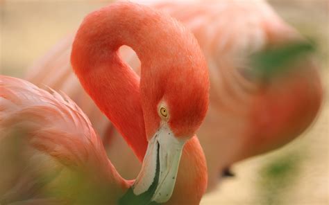 Flamingo 4k Ultra Hd Wallpaper Background Image 5184x3242