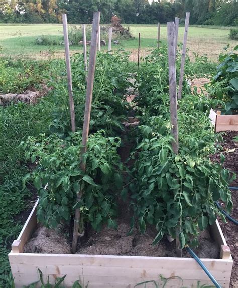 The Best Way To Support Tomato Plants Sustainable Gardening News