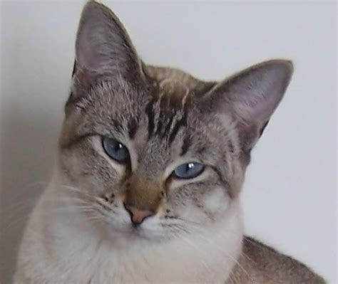 Here are some pointers to keep in mind Seal Point Siamese Kittens For Sale Near Me