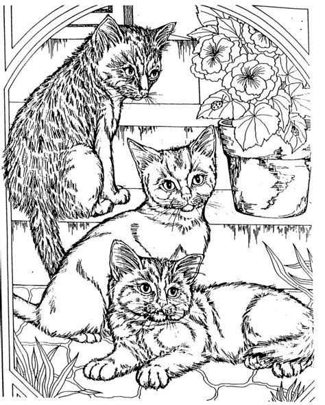 3 Cute Kitten Cool Coloring Pages Coloring Pages For
