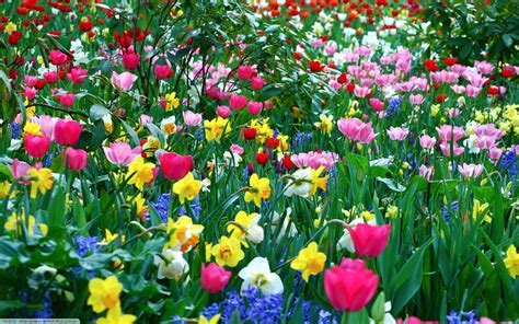 Download Spring Flowers Wallpaper Flower Background Hd Desktop By