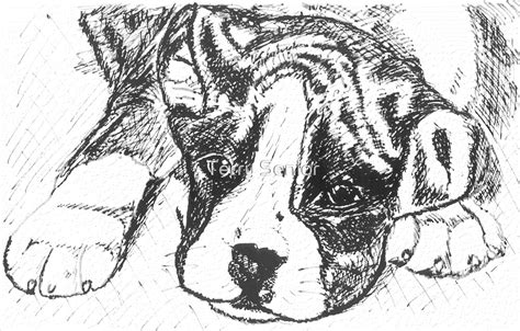 Pedigree Boxer Dog Line Drawing By Terry Senior Redbubble