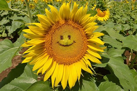Download and use 20,000+ smiling stock videos for free. Smiling Sunflower Gallery