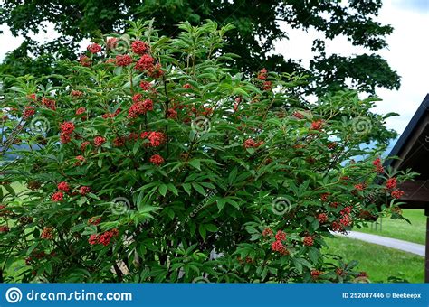 Red Berry Grows In Deciduous And Coniferous Forests On Scrubby Slopes