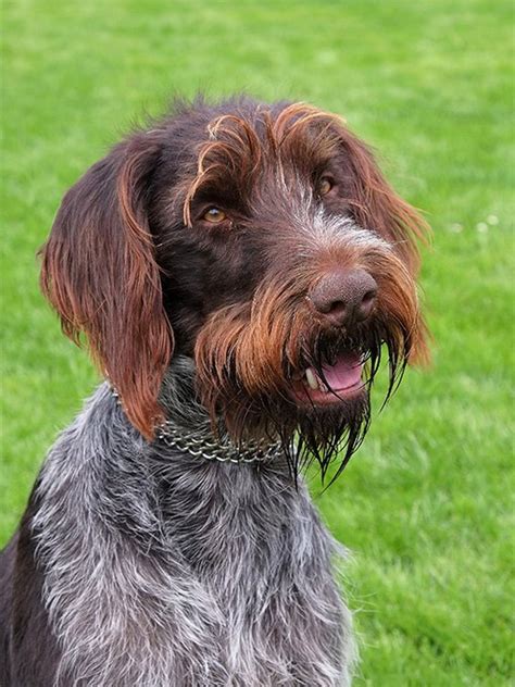 Search classifieds for wirehaired pointing griffon hunting dogs. Wirehaired Pointer Griffon Dog Breed Information, Pictures ...