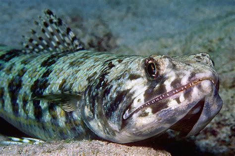 Acravan Lizard Fish And Moray Eels