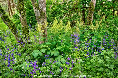 Wildflowers Willamette Valley Mount Pisgah Arboretum Oregon 42414 7715