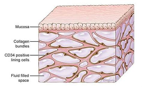 The Interstitium The Largest Organ We Never Knew We Had Human Body