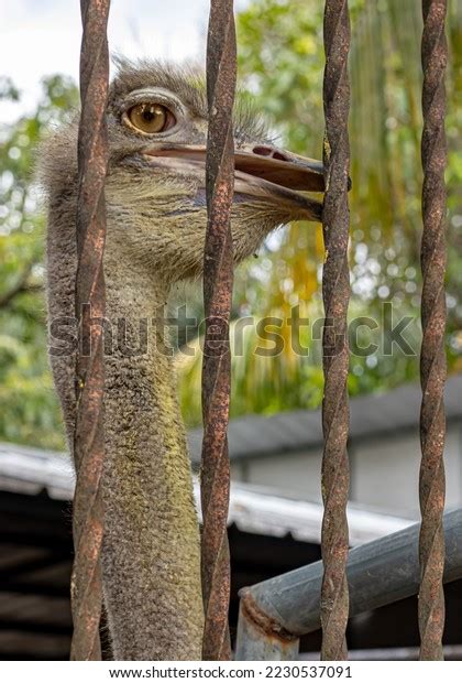 Face Ostrich That Appears Behind Cage Stock Photo 2230537091 Shutterstock