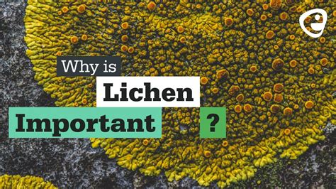 Why Is Lichen Important Youtube