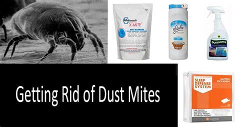 How To Get Rid Of Dust Mites 5 Guaranteed Ways