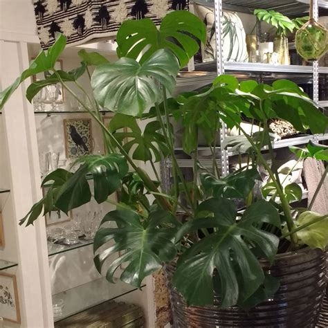 Monstera deliciosa - Swiss Cheese Plant - Seeds for sale