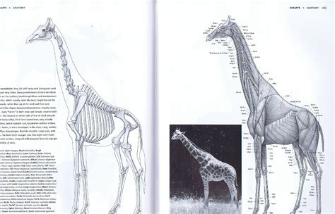 Pin on Anatomía comparada