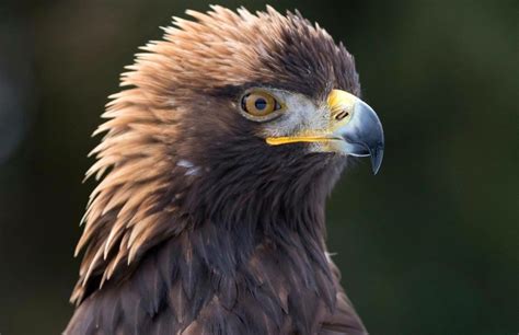 Falcon Images Golden Eagle Of Mexico