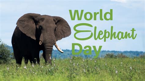 World Elephant Day Riset