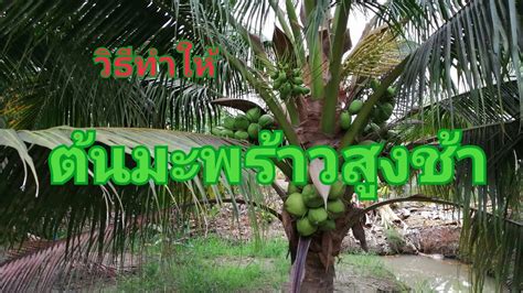 Sharing happiness through our snacks : วิธีทำให้ต้นมะพร้าวสูงช้า - YouTube