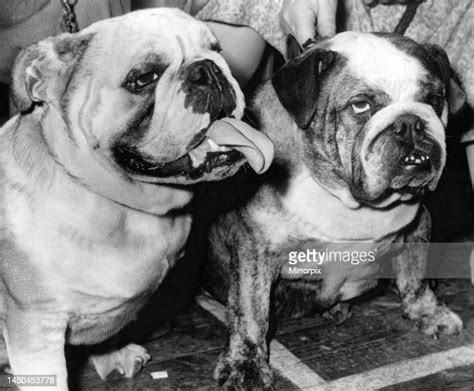 English Bulldogs Photos And Premium High Res Pictures Getty Images