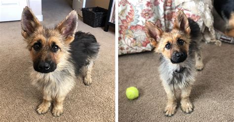 This Dwarf German Shepherd Will Stay Looking Like A Puppy Forever