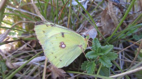 Discover Butterflies In France The Bergers Clouded Yellow