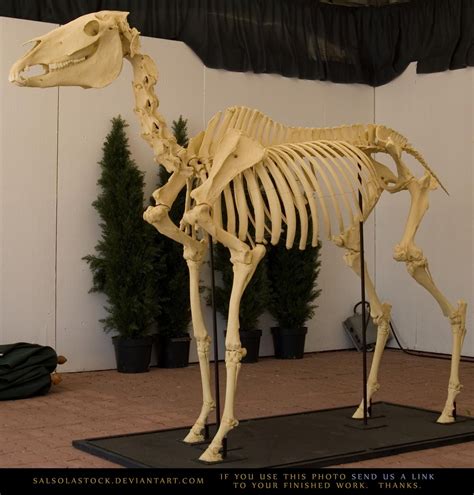 Horse Skeleton 2 By Salsolastock On Deviantart Animal Skeletons