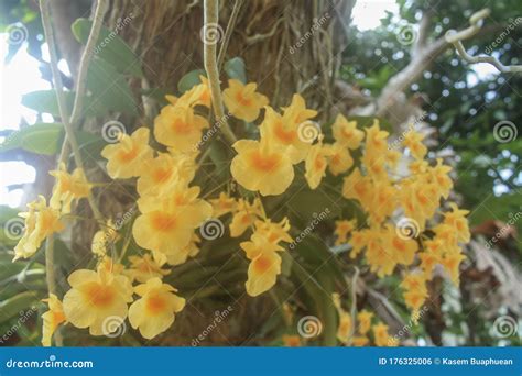 Yellow Orchids Bunch Of Yellow Honey Fragrant Orchid Dendrobium Aggregatum Var Majus On Large