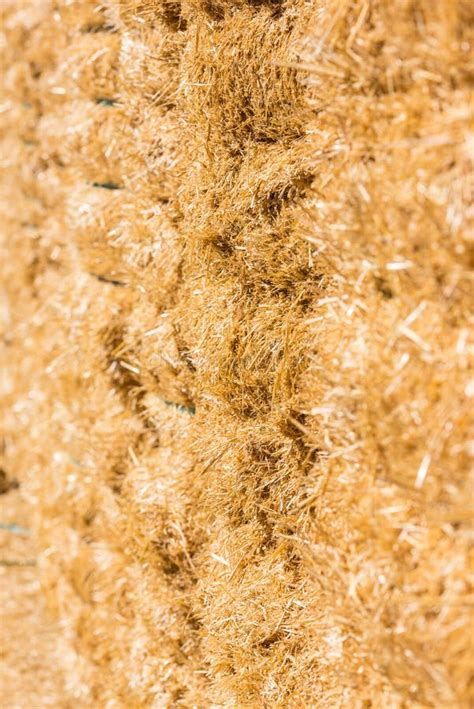 Fresh Straw Hay Bales Stock Photo Image Of Rural Farming 62563056