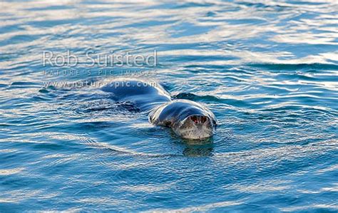 Leopard Seal Swimming In Water Head Close Up With Nostrils And