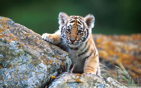 Tiger Cub Wallpapers Hd Desktop And Mobile Backgrounds