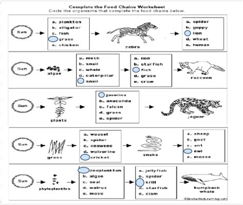 Food Chains And Webs Worksheet Answers
