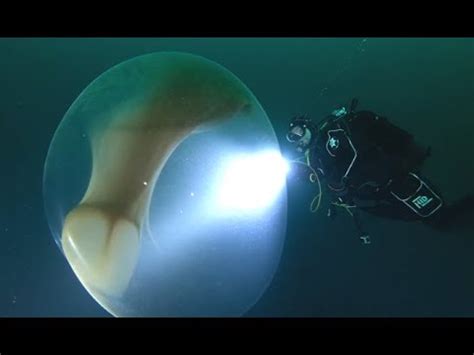 Please go away a remark within the part beneath and keep in mind to share the video and join our free publication! Divers Find Giant Squid Egg - 1Funny.com