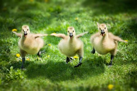 The 20 Fluffiest Goose Chicks Best Photography Art Landscapes And