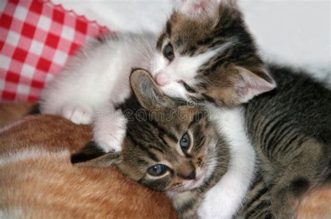 Two Cute Kittens Stock Photo Image Of Love Cute