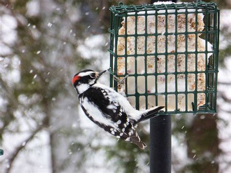 Maybe you would like to learn more about one of these? Is Winter Bird Feeding Good for Birds? - My Wisconsin Woods
