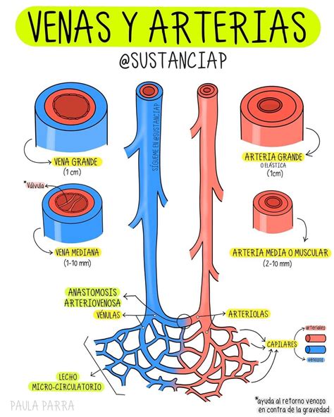 As Arterias Possuem Como Principal Caracteristica A Capacidade De Vibrar