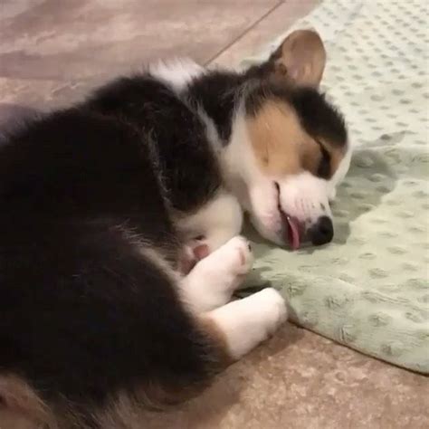 Join Our Corgi Community On Instagram “he Dreams Hes Eating ️ 👫 Tag A Friend 👉 Follow