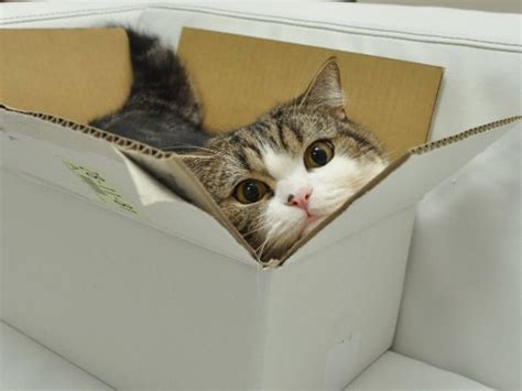 Maru Is Given Many Boxes That Are Maybe A Little Too Small For His Size