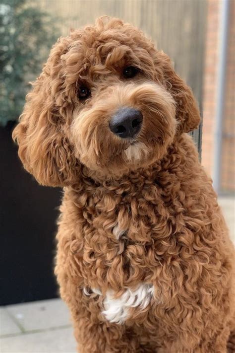 How Much Are Goldendoodles Price Guide 2023 Puptraveller