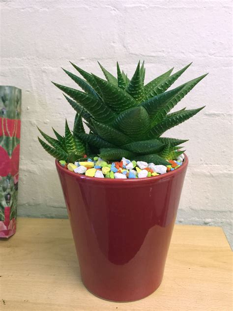 While some containers are best or acceptable, some are. 1 LARGE MATURE CACTI CACTUS SUCCULENT OFFICE INDOOR GARDEN ...