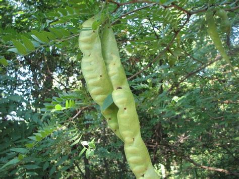 Maybe you would like to learn more about one of these? Honey Locust (Gleditsia triacanthos) - Guide to Kansas Plants