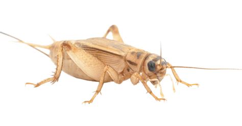 Prior to her role in sam raimi and evan spiliotopoulos's 2021 horror film the unholy, cricket acted in shorts and independent features such as wake up (directed by olivia wilde) aus liebe, dukeland, and alice at the party. Banded Brown Crickets | Reptile Live Food | Buzzard Reptile