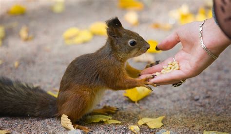 What Do Squirrels Eat 5 Foods To Try In Your Squirrel Feeder Garden