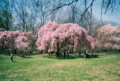 Cherry Blossom Grove Flickr Photo Sharing