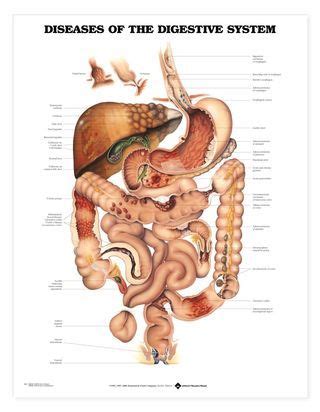 The Digestive System Laminated Anatomical Chart Human Digestive