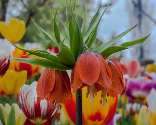Maybe you would like to learn more about one of these? Tulip Upside Down | Monday was Maine Day at the Coastal ...